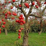 Kada orezati stabla jabuke u jesen: u kom mjesecu